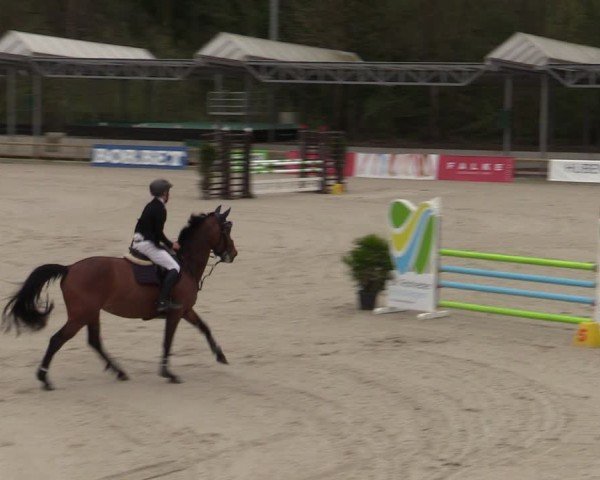 Reitturnier Balve-Wocklum 2024