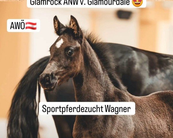 horse Glamrock ANW (Austrian Warmblood, 2024, from Glamourdale)