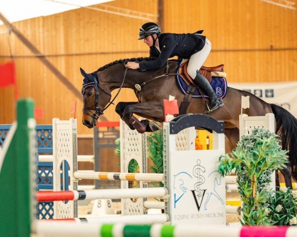 broodmare Cover Me In Sunshine 2 (Holsteiner, 2017, from Cornet Obolensky)