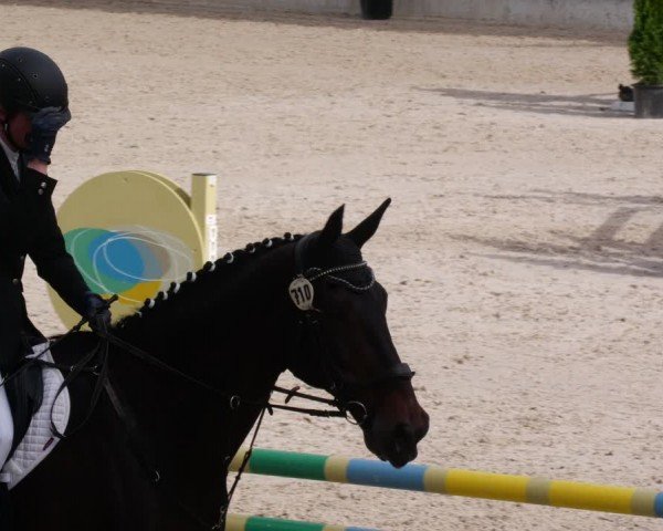 Reitturnier Aachen 2024