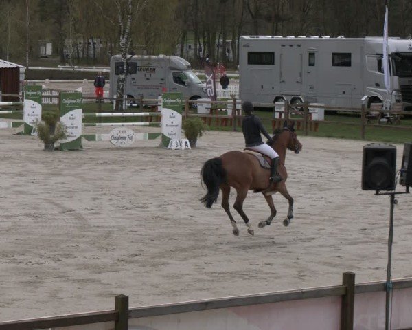 Reitturnier Westergellersen 2024