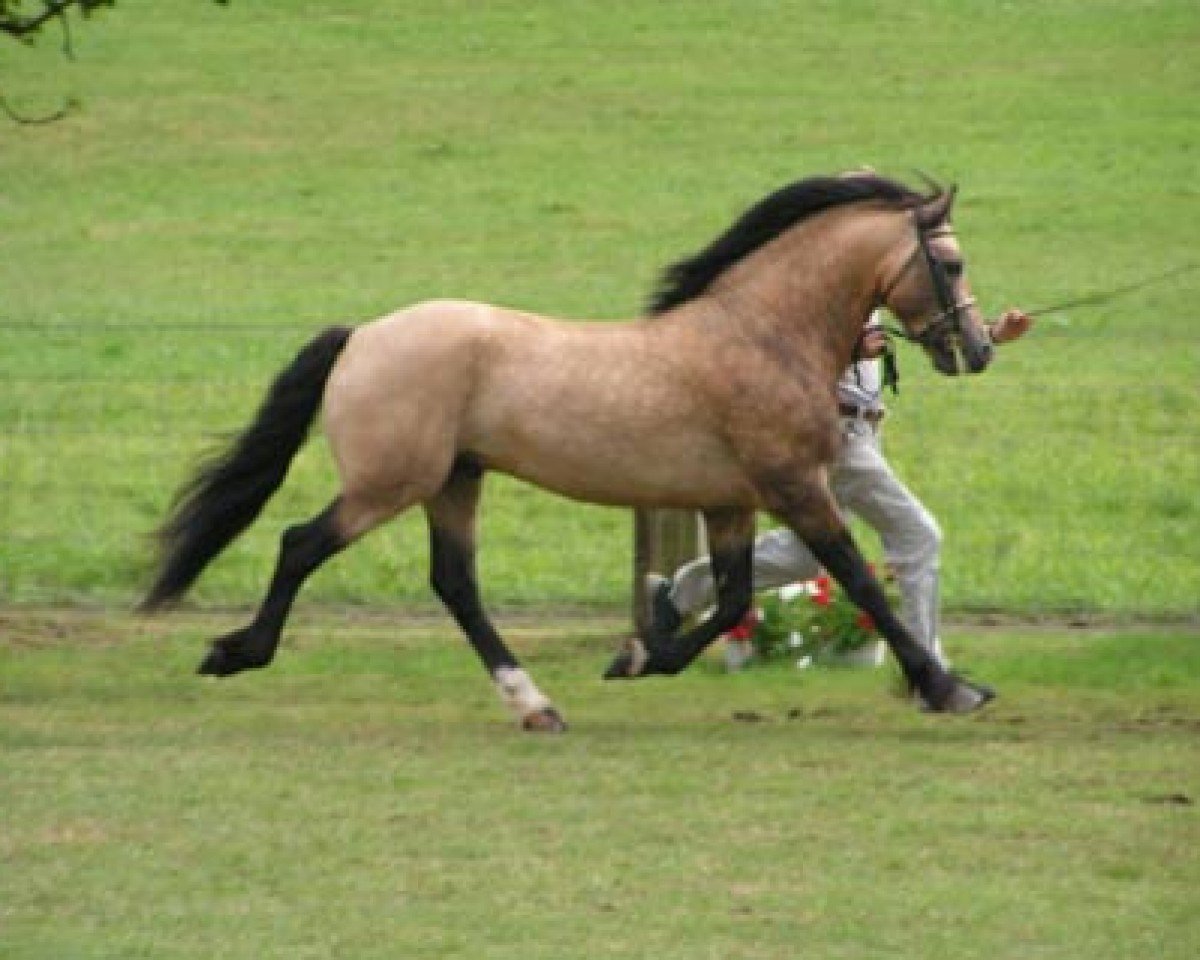 Deckhengst Epona Pimur (Welsh-Cob (Sek. D), 1997, von Llanarth Pip)