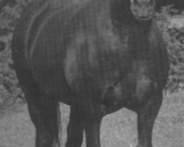 Zuchtstute Tardebigge Elsie (Welsh-Cob (Sek. D), 1984, von Nebo More Magic)