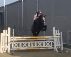 Springpferd Carprila van het Kisserhof Z (Zangersheide Reitpferd, 2015, von Canterbury)