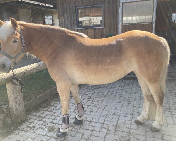 horse Beauty (Haflinger, 2019, from Aragon)