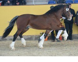 stallion Gwilymparc The Gigalo (Welsh-Cob (Sek. D), 2013, from Danaway Tango)
