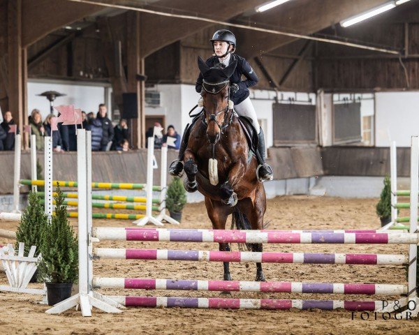 jumper Falencia (KWPN (Royal Dutch Sporthorse), 2010, from Sam R)