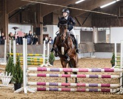 jumper Falencia (KWPN (Royal Dutch Sporthorse), 2010, from Sam R)