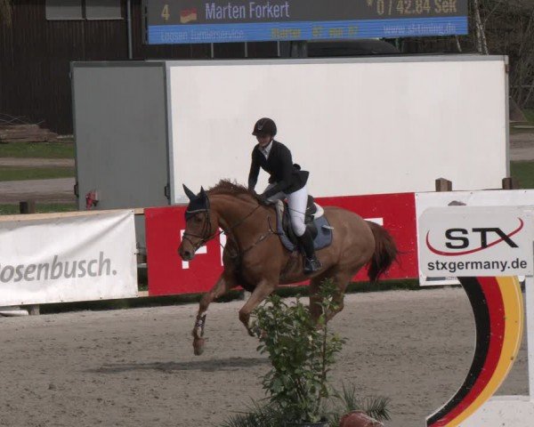 Reitturnier Westergellersen 2024