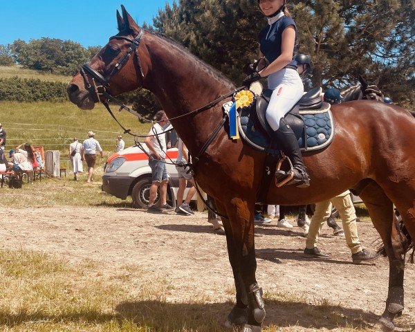 Springpferd Simon 139 (Deutsches Sportpferd, 2008, von Simonetti)