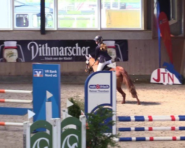 Reitturnier Niebüll - Jumping Team Nord 2024