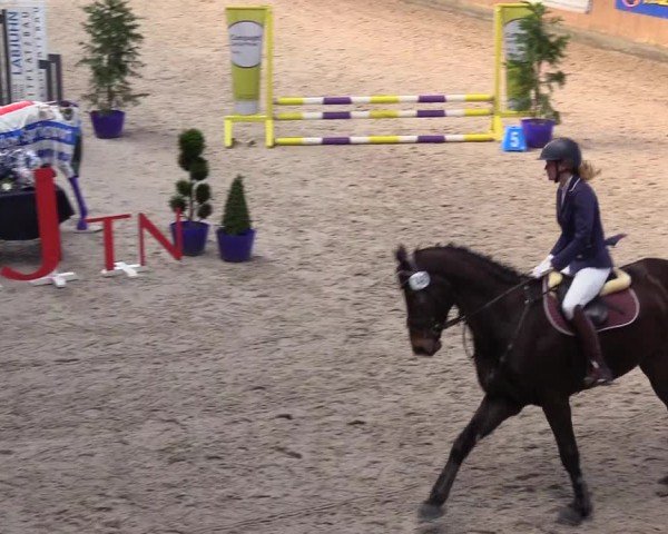 Reitturnier Niebüll - Jumping Team Nord 2024