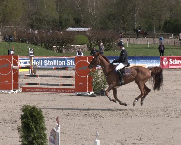 Reitturnier Westergellersen 2024