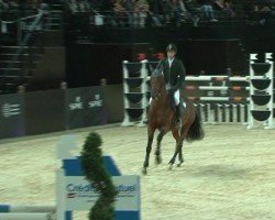 stallion Qesako des Ibis (Selle Français, 2004, from Quidam de Revel)