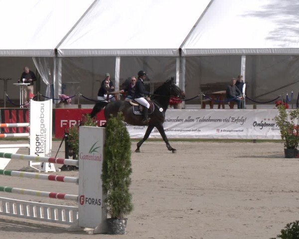 Reitturnier Westergellersen 2024