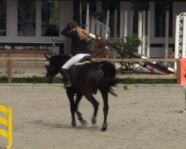 Reitturnier Balve-Wocklum 2024