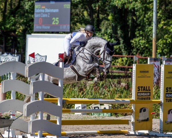 Springpferd Saint Claire Z (Zangersheide Reitpferd, 2017, von Sir Obolensky Z)