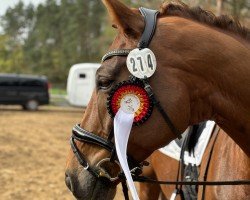 dressage horse Qulouisdor (German Sport Horse, 2014, from Quaterback)