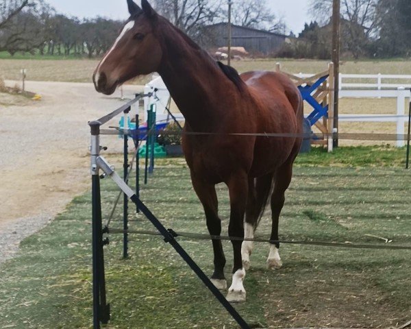 horse Farmina 3 (KWPN (Royal Dutch Sporthorse), 2010, from Plot Blue)