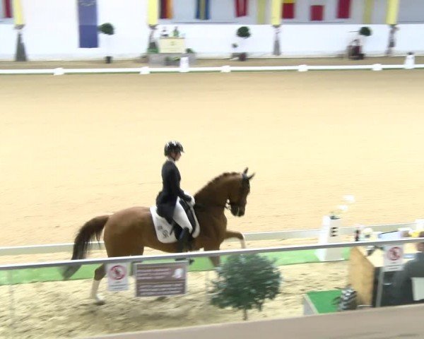 FEI Dressurturnier Stadl Paura 2024