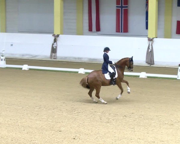 FEI Dressurturnier Stadl Paura 2024