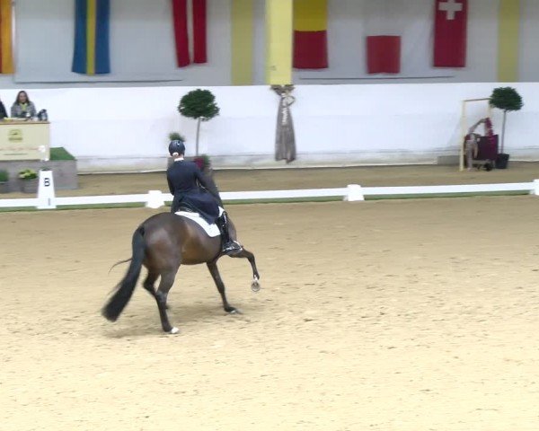 FEI Dressurturnier Stadl Paura 2024