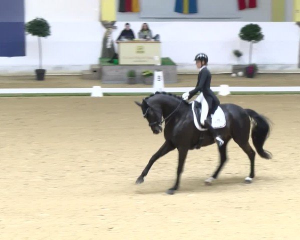FEI Dressurturnier Stadl Paura 2024