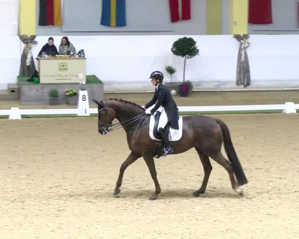 FEI Dressurturnier Stadl Paura 2024