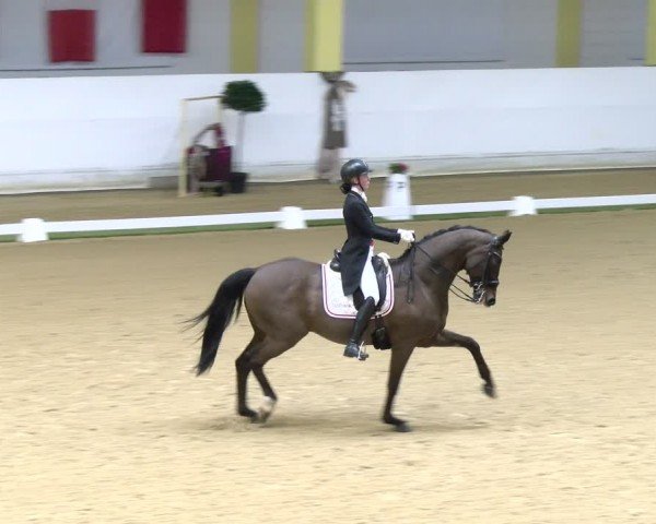FEI Dressurturnier Stadl Paura 2024