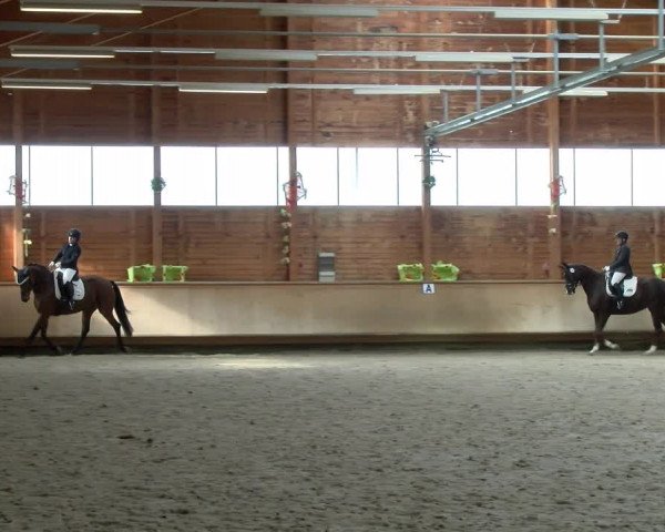 Reitturnier Isny-Rohrdorf 2021