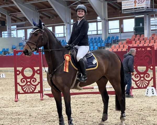 jumper Aircraft 13 (anglo european sporthorse, 2017, from Argon)
