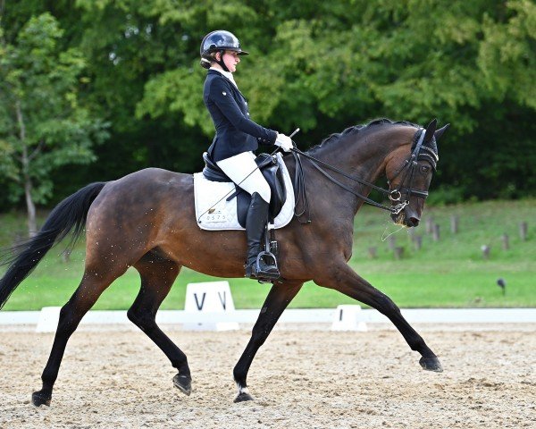 Dressurpferd Mr. Ed 60 (KWPN (Niederländisches Warmblut), 2011, von Carlton Hill VDL 1248)