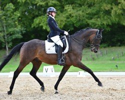 Dressurpferd Mr. Ed 60 (KWPN (Niederländisches Warmblut), 2011, von Carlton Hill VDL 1248)