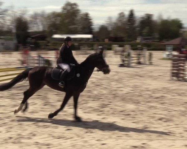 Reitturnier Pietzpuhl 2024