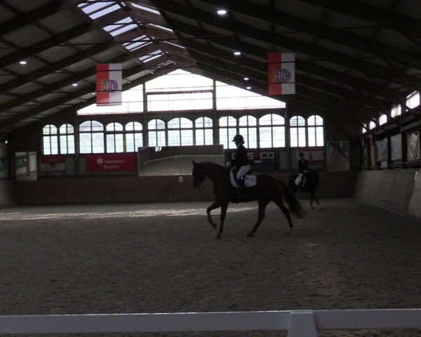 Reitturnier Elisenau 2024
