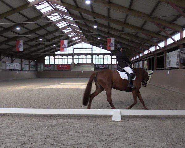 Reitturnier Elisenau 2024