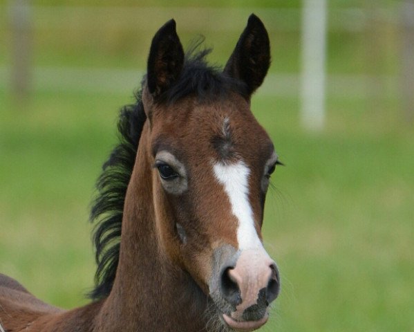 Pferd Viva Valerius (Deutsches Reitpony, 2016, von Valerius)