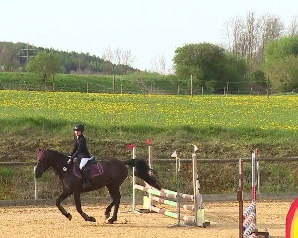 Reitturnier Altentrüdingen/Mfr. 2024