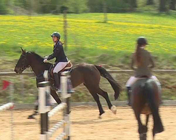 Reitturnier Altentrüdingen/Mfr. 2024