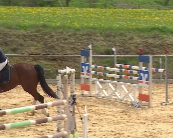 Reitturnier Altentrüdingen/Mfr. 2024