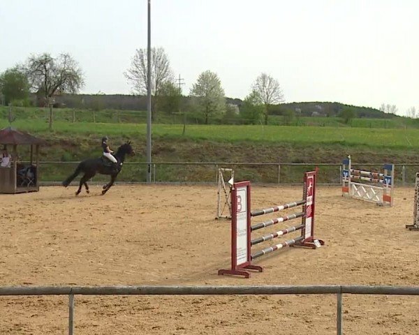 Reitturnier Altentrüdingen/Mfr. 2024