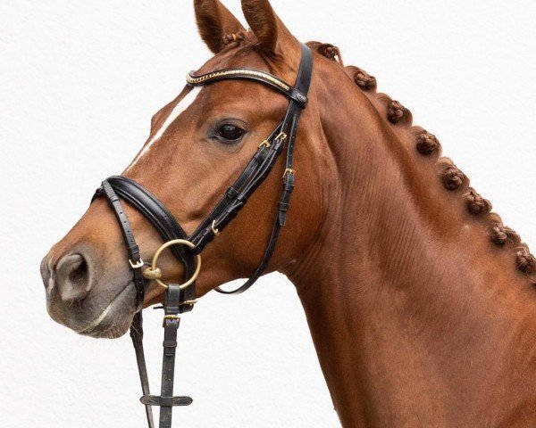 horse Bella (Hanoverian, 2020, from Blue Hors Baron)
