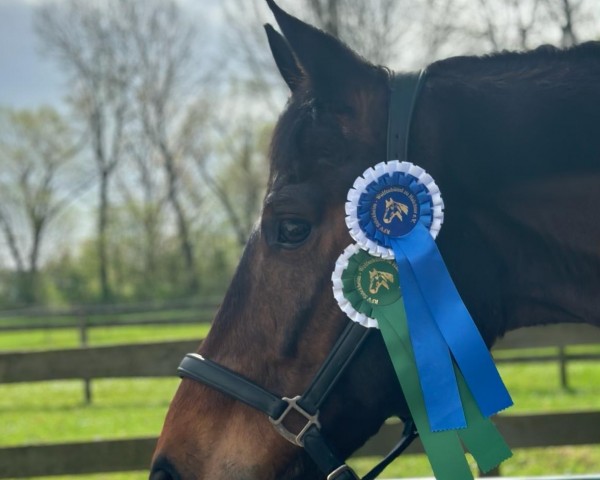dressage horse Davao 3 (Hanoverian, 2012, from Destano)