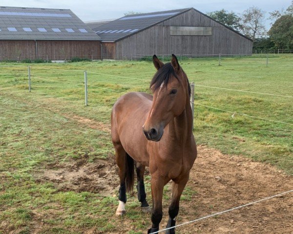 Pferd Mr. VIP (Hannoveraner, 2019, von Escolar)