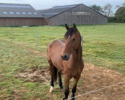 Pferd Mr. VIP (Hannoveraner, 2019, von Escolar)