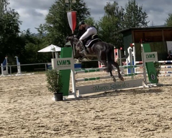 Springpferd Champi Pleasure (Westfale, 2014, von Clay)