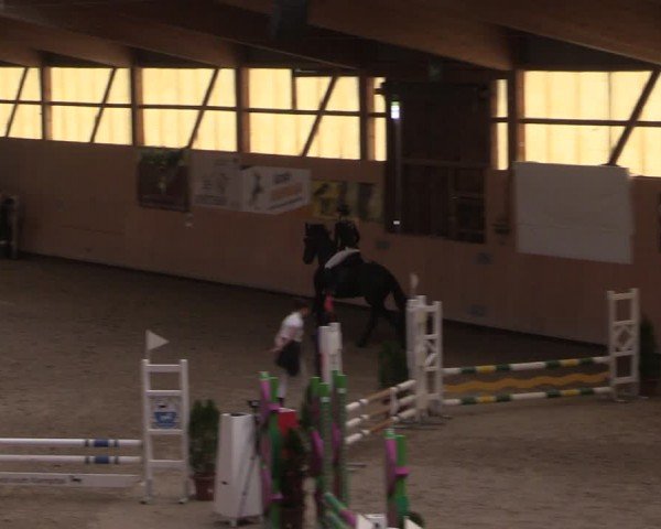 Reitturnier Fehraltorf 2024