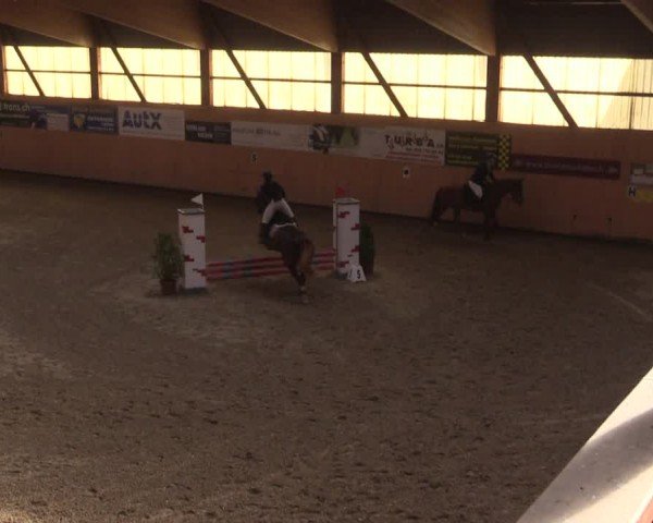 Reitturnier Fehraltorf 2024