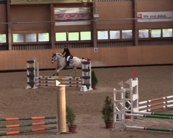 Reitturnier Fehraltorf 2024