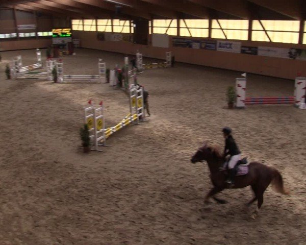 Reitturnier Fehraltorf 2024